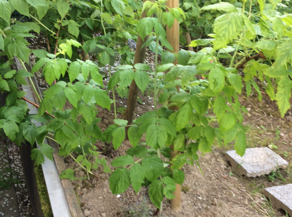 Bodenbepflanzung zu Himbeeren | garten.ch